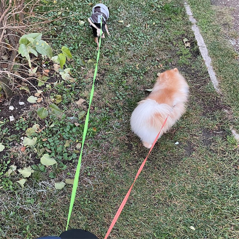 Best Heavy - Duty Retractable Dog Leash for All Dogs - Loyal Paws